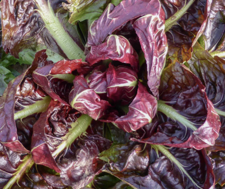 Salade Chicorée rouge