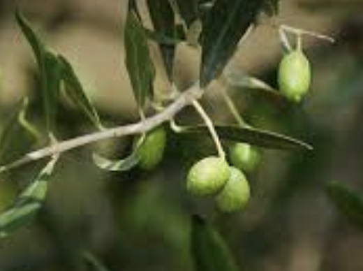 Olives vertes et noires en saumure