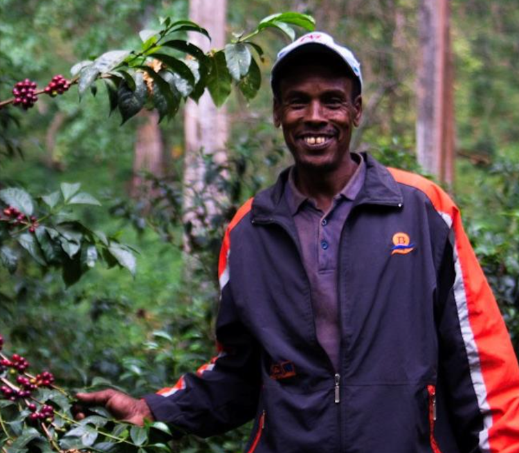 Café en grains Kolli d'Éthiopie vrac à volonté