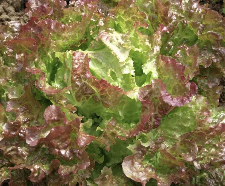 Salade Laitue Batavia rouge de Grenoble