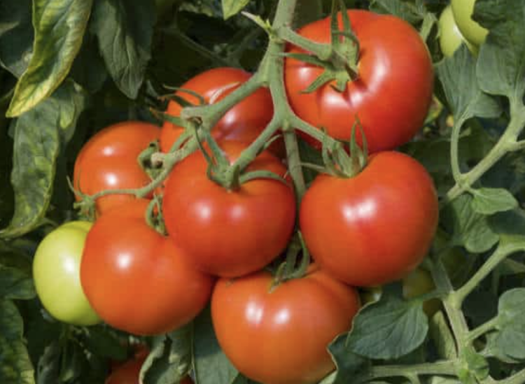 Tomates rondes rouges (sous réserve)