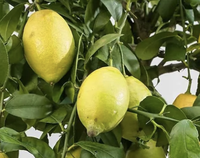 Citrons par 6