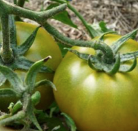 Tomates vertes à transformer