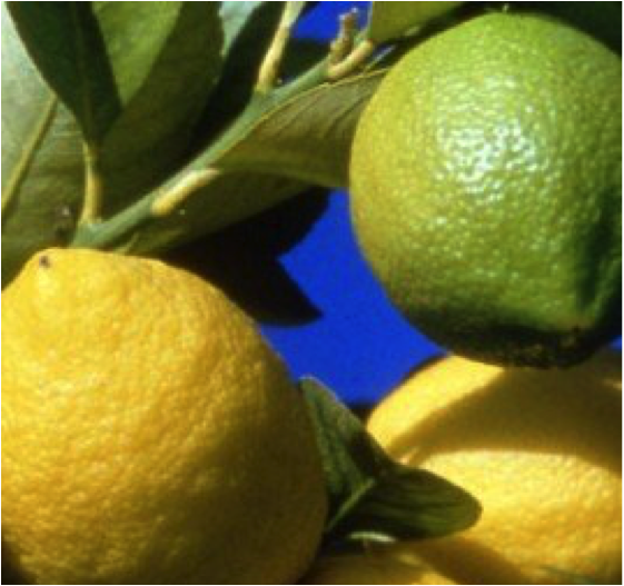 Citrons par 6