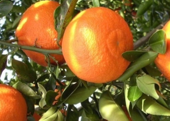 Mandarines ortaniques par 6