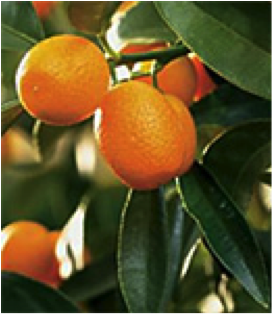 Kumquats de Sicile