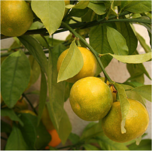 Mandarines Satsuma de Sicile par 6