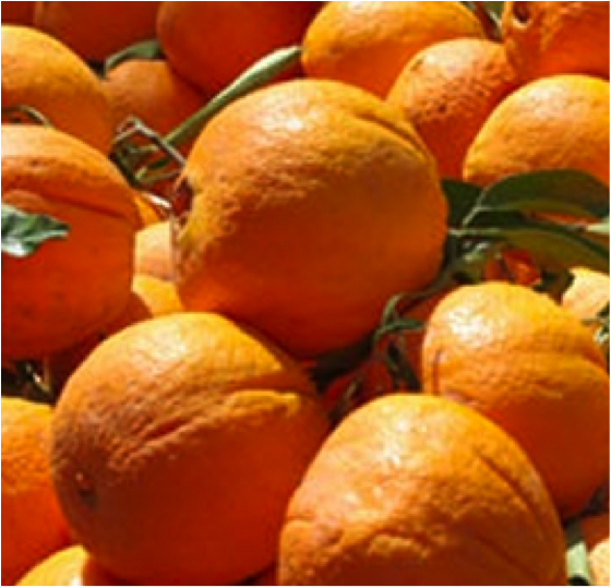 Oranges de Sicile par 6