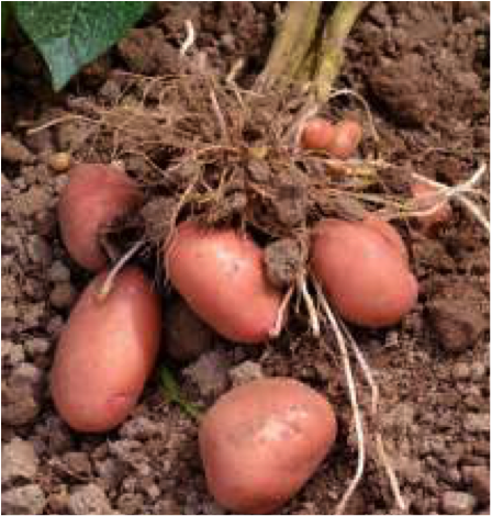 Pommes de terre rouge Désirée par 2kg