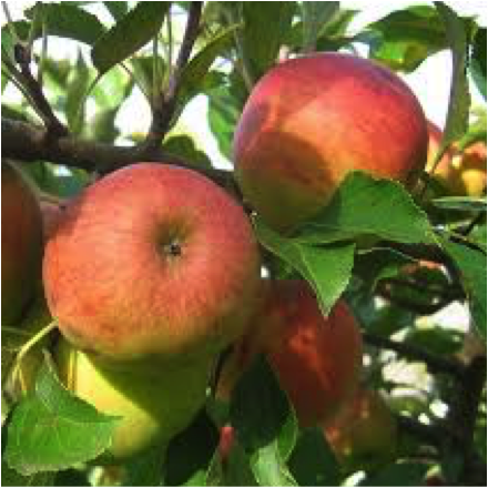 Pommes Elstar par 6