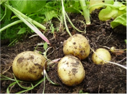 Pommes de terre nouvelles de l'Ile de Batz