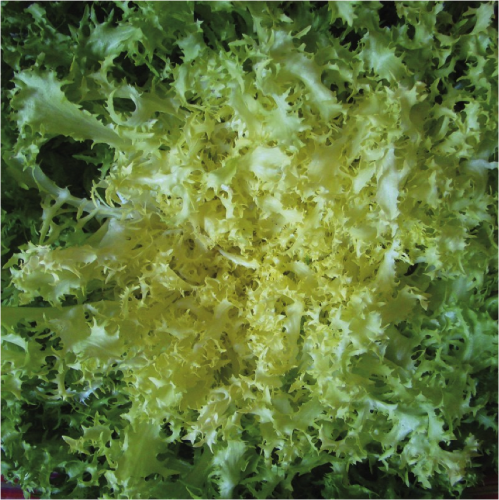 Salade Chicorée frisée ou scarole