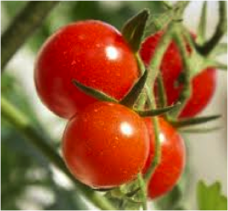 Tomates cerises 500g