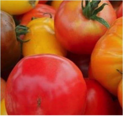 Tomates anciennes en mélange de variétés