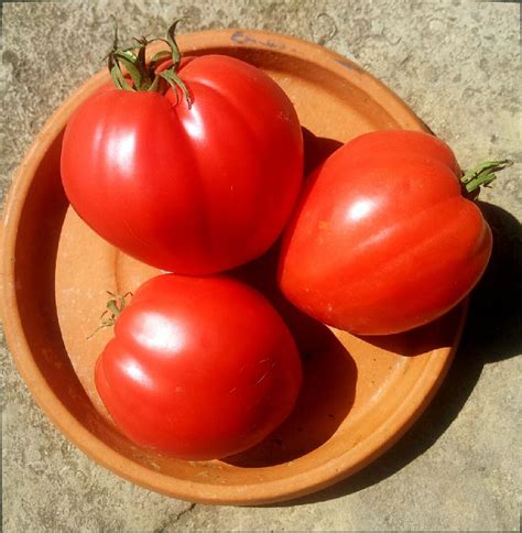 Tomates abîmées