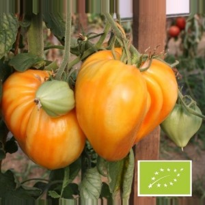 Tomates coeur de boeuf (jaunes)