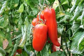 tomate ancienne andine cornue