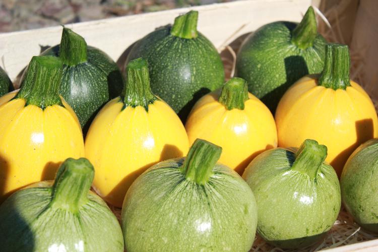 Courgettes rondes 3 couleurs GROSSES
