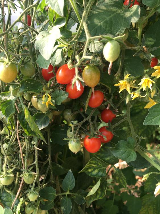 Sachet de semence de Tomate cerise Myriam