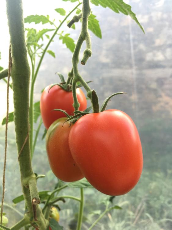 Sachet de semence de Tomate de Bérao