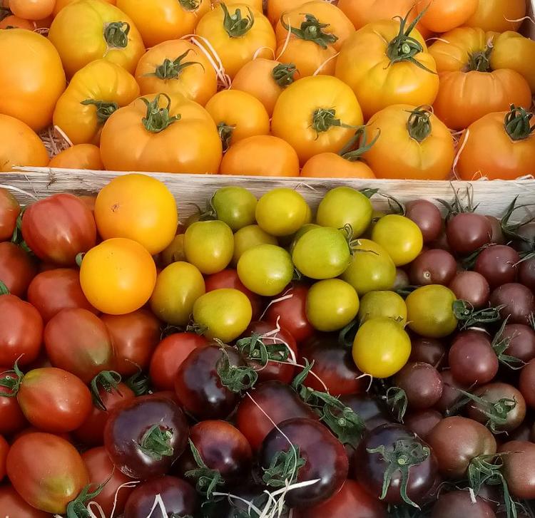 Tomates Mix couleurs