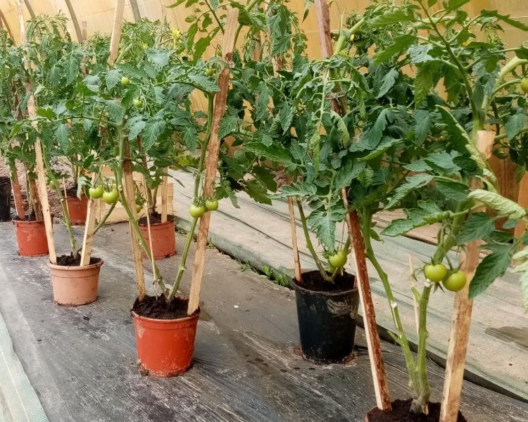 Plant Tomate rouge 2 Têtes env 50 cm