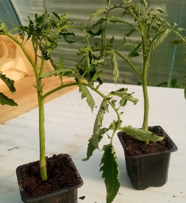 Plant Tomate Cerise Minilou "un délice"