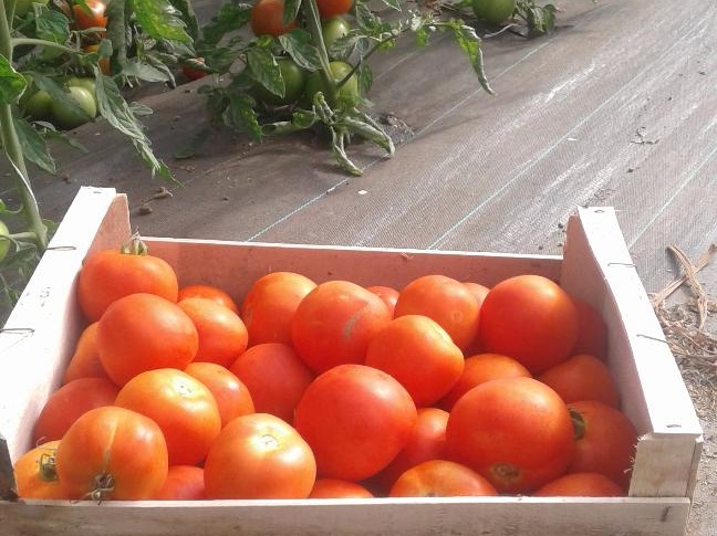 Tomate Rouge Caisse 5KG