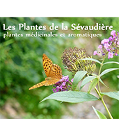 Sirop menthe - 50 cl -Les plantes de la Sévaudière