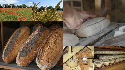 Grains de céréales, résidus de triage de blé biologique ( alimentation animal )