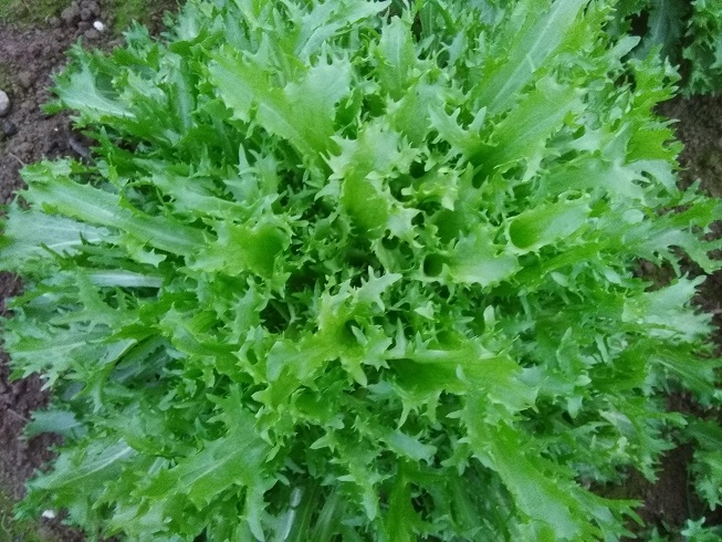 Salade Chicorée Frisée