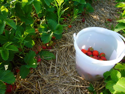 La cueillette des fraises est ouverte!