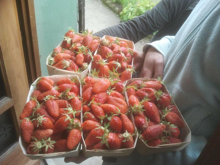 fraises gariguette : barquette de 500g