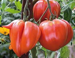 Tomates coeur de boeuf bio 1kg