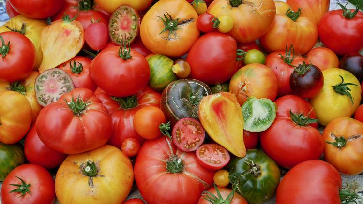 Tomates bio en mélange: lot de1 kg