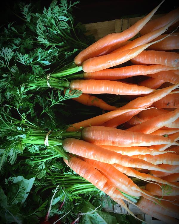 Botte carottes nouvelles ♥