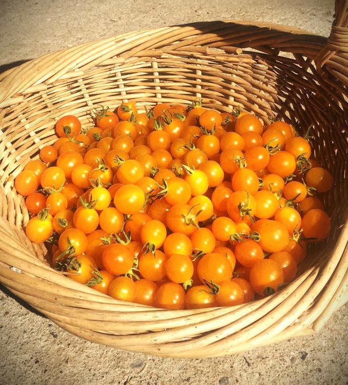 tomates mini clémentine <3
