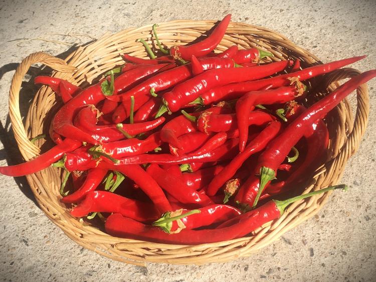 piment fort cayenne