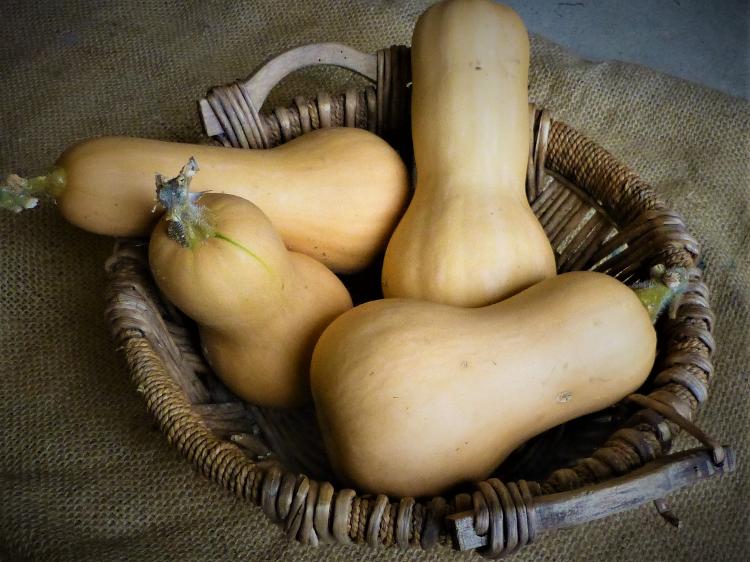 courge butternut gros >1,5kg