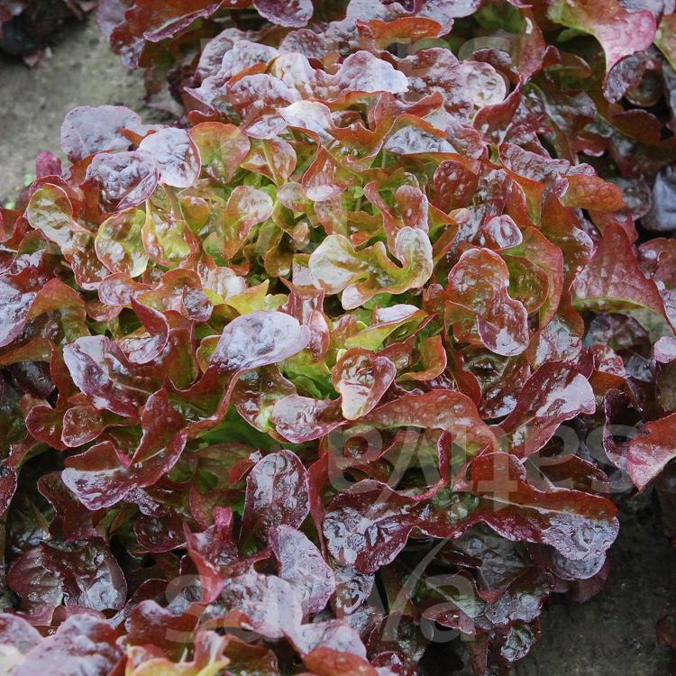 Laitues feuilles de chêne Cantarix rouge