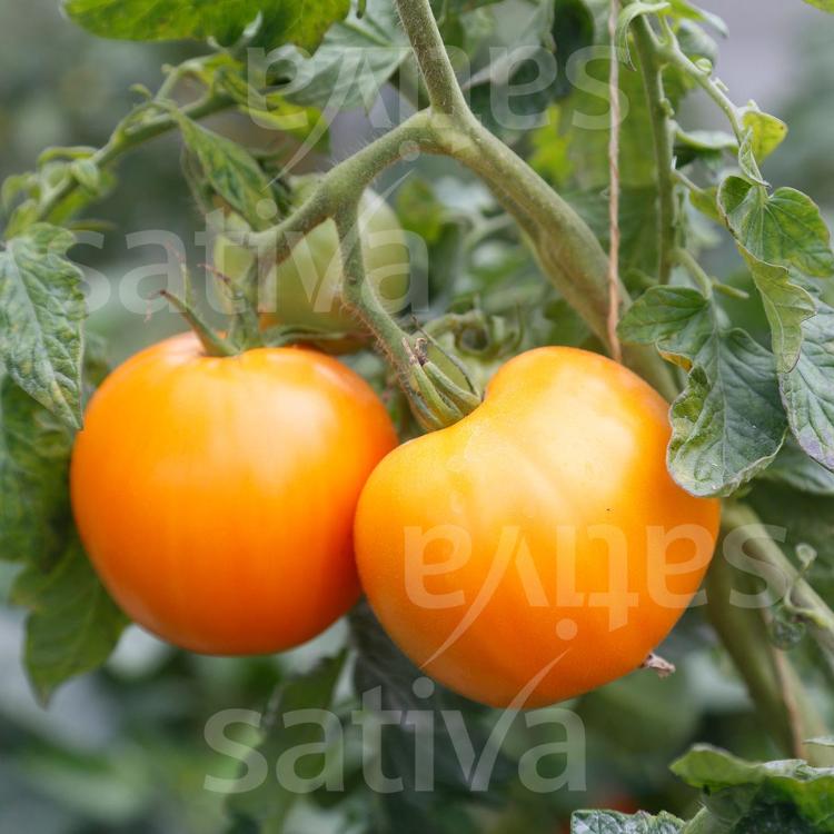 Tomate Orange à Gros Fruits