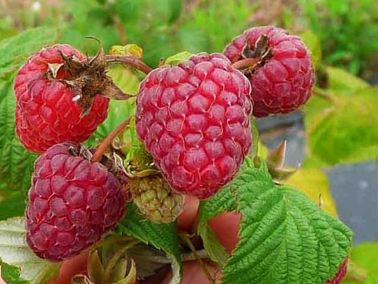 Framboisier non remontant fruit juin *Rubus ideaus* pot 13
