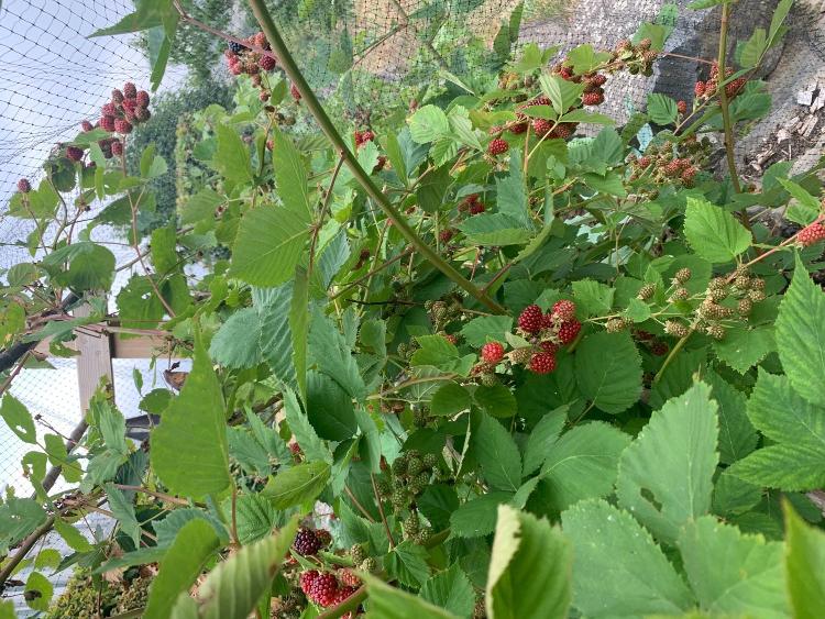 Murier sans épine *Rubus fructicosus* pot 13 cm