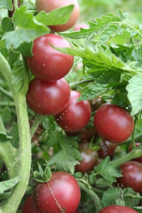 Tomate- cerise rouge foncé godet *solanum lycopersicum* godet