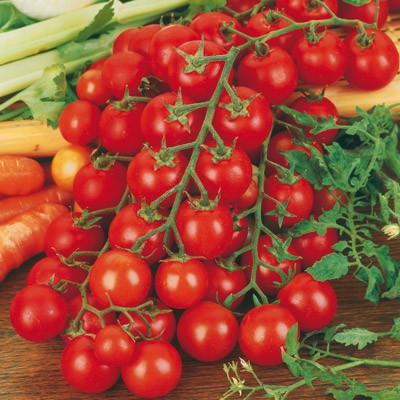 Tomate- cerise rouge godet *solanum lycopersicum* godet