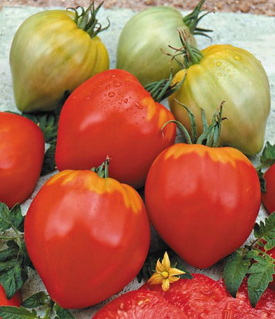 Tomate- petit coeur de boeuf godet *solanum lycopersicum*