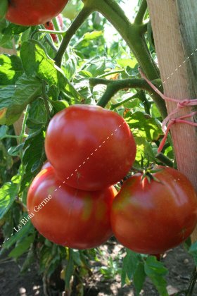 Tomate- Saint Pierre godet *solanum lycopersicum*