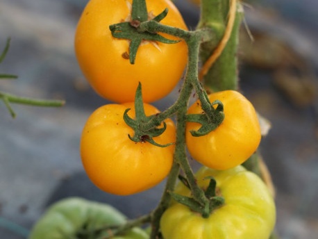 Tomate- cerise jaune godet *solanum lycopersicum* godet