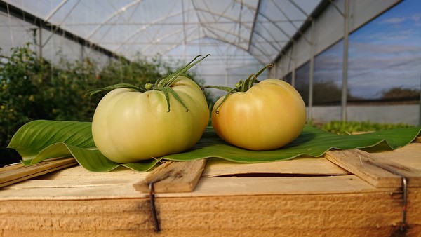 Tomate ronde "Beauté blanche"