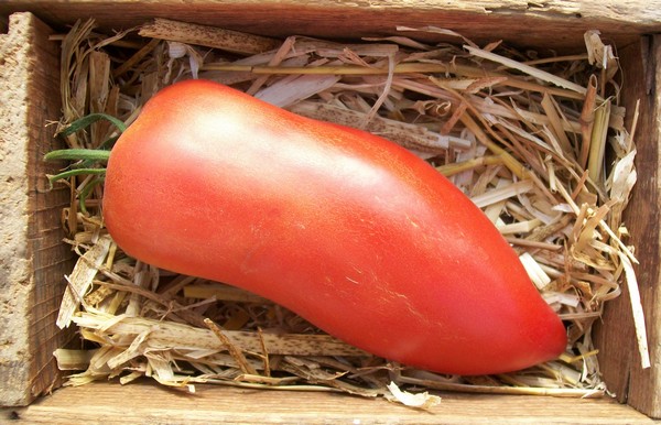 Tomate longue "Cornue des Andes"